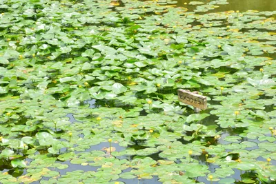 DSC_3351 (Large).JPG